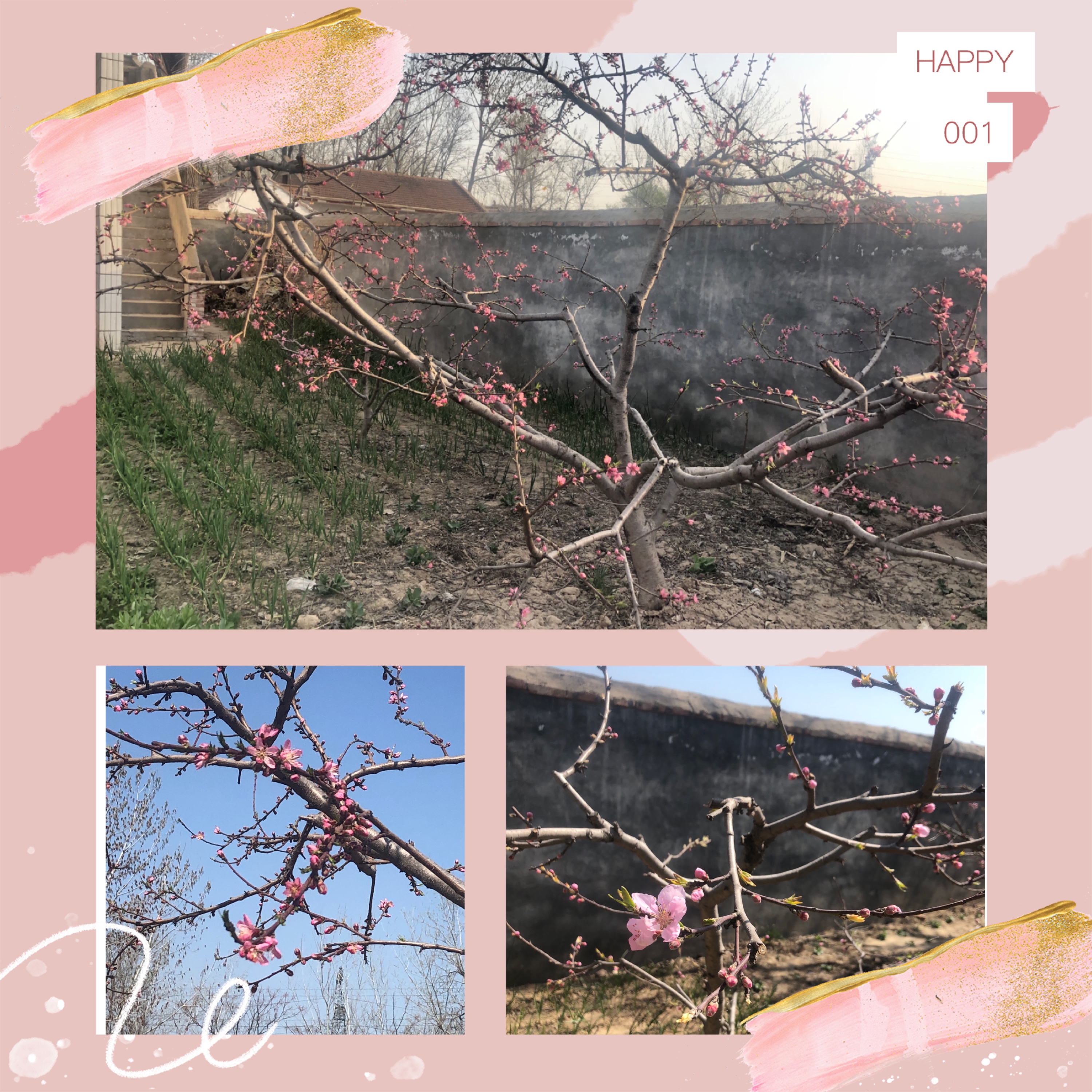 桃花盛开