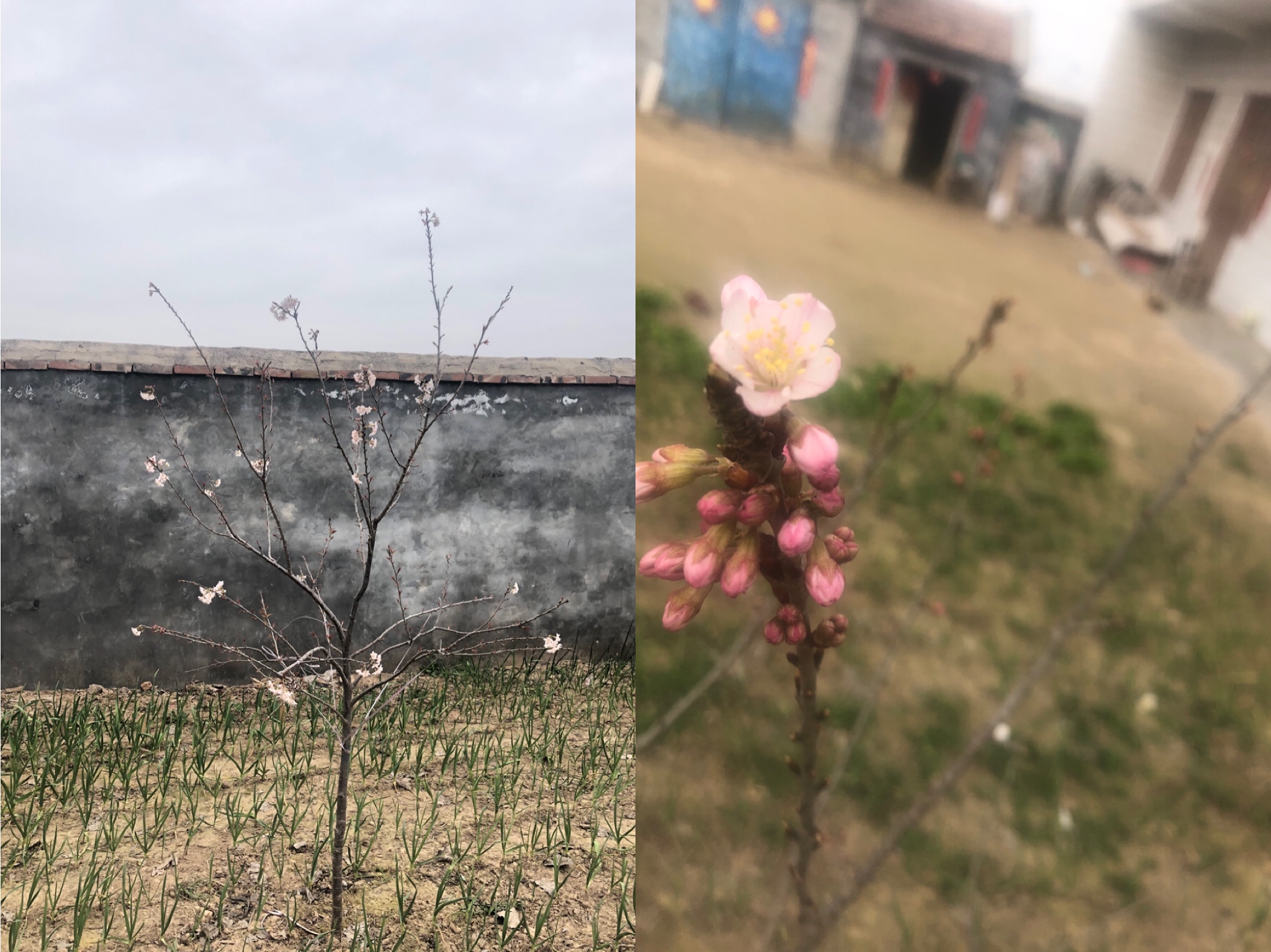 樱桃花