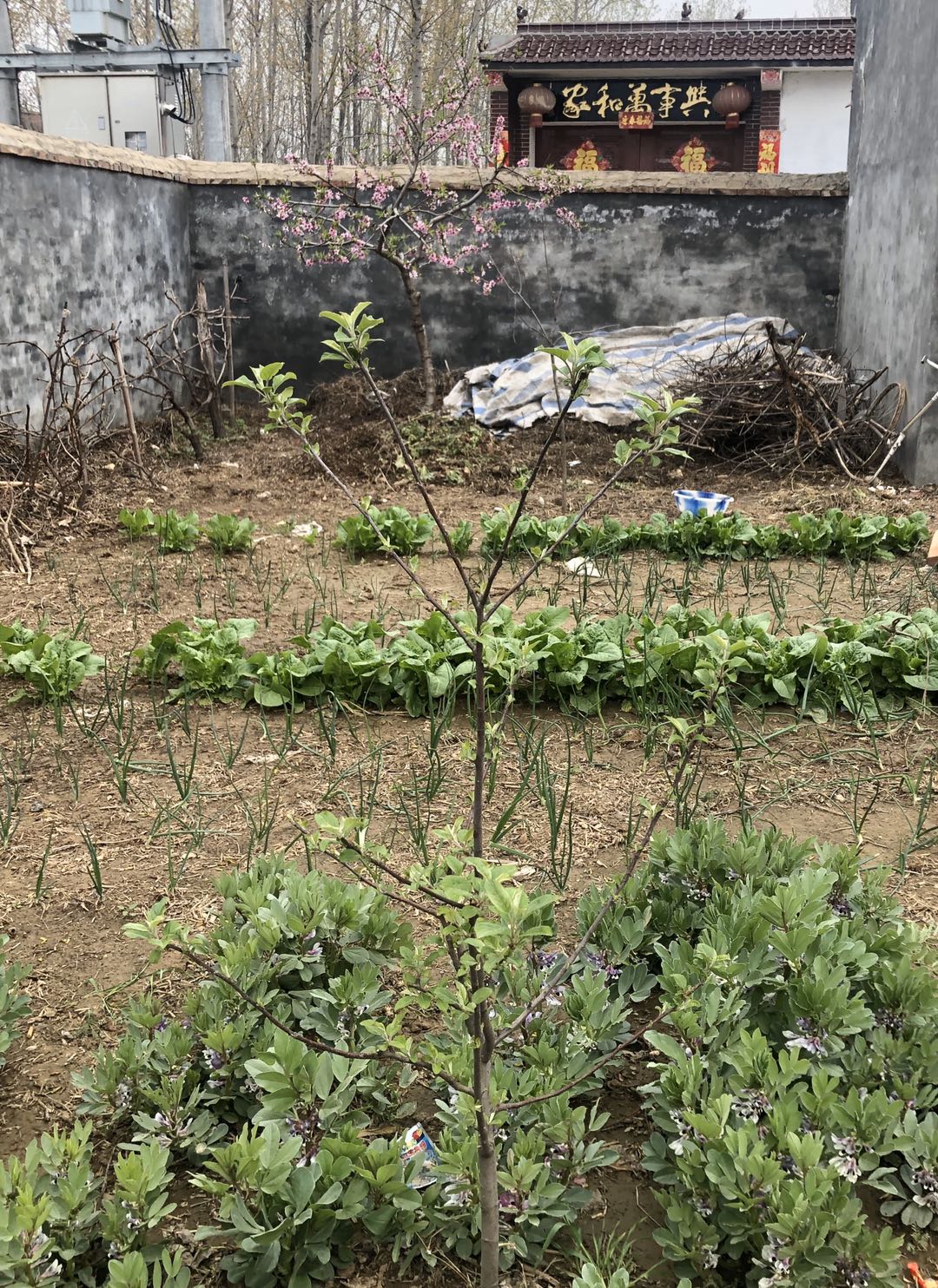 苹果树