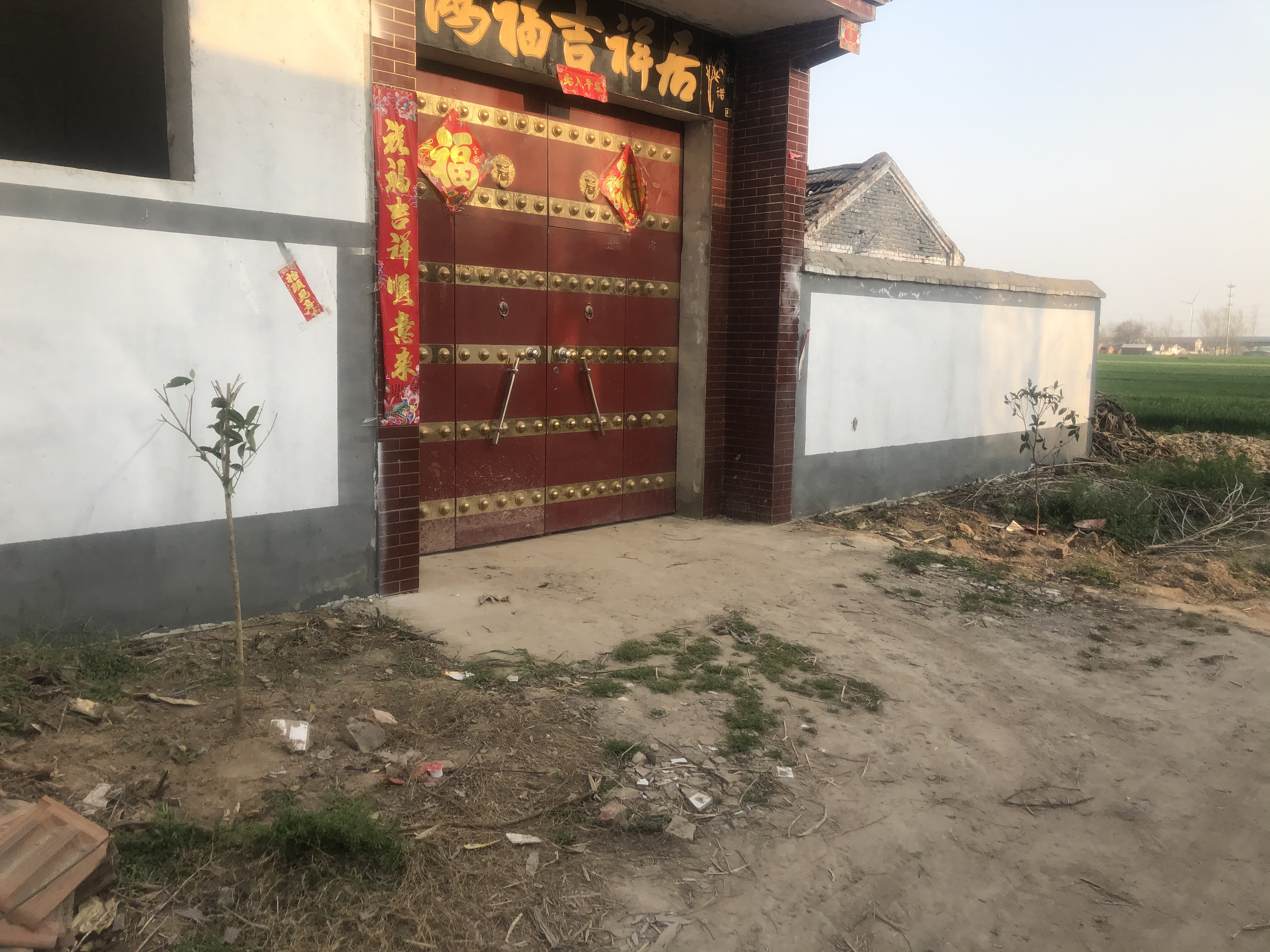 两棵金桂树